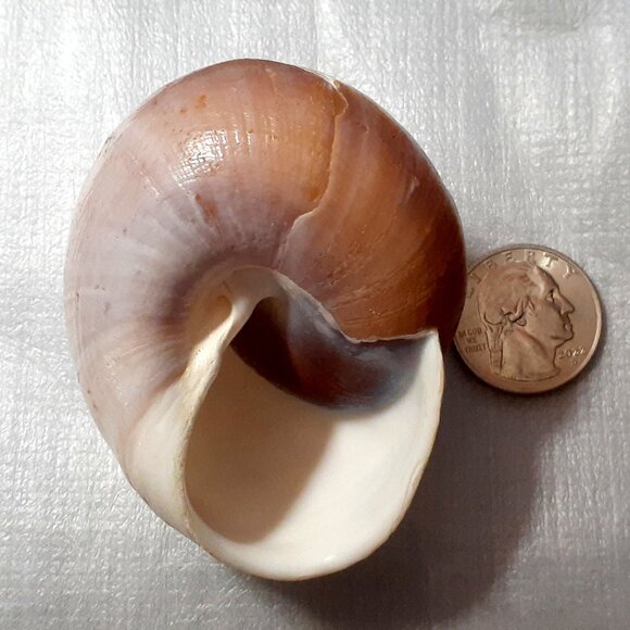 Natural!! Turbo Seashell 3.38 in Length Dark Color Shell - Collectible and Nice! - Picture 3 of 9